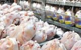 آغاز توزیع ۳۰۰ تن مرغ گرم و نیز ۳۰۰ تن مرغ منجمد