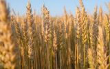 خودکفایی‌ کشور در تولید گندمِ نان ‌امسال چطور محقق شد