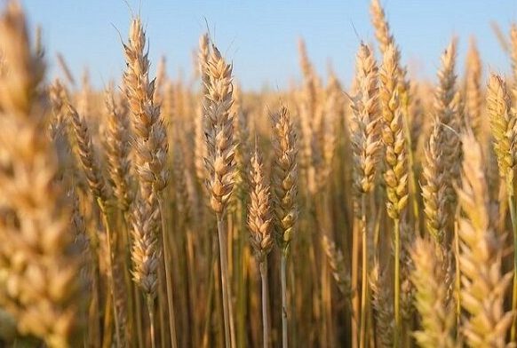 خودکفایی‌ کشور در تولید گندمِ نان ‌امسال چطور محقق شد